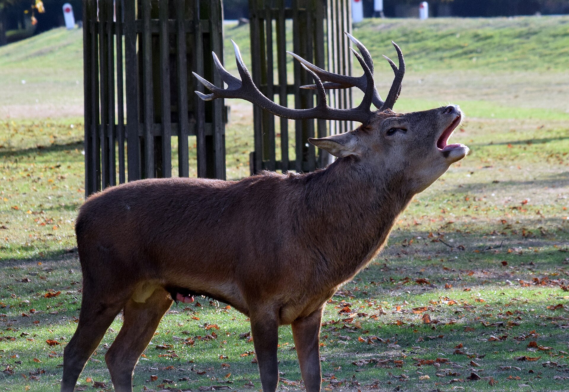 A red deer stag with full antlers
